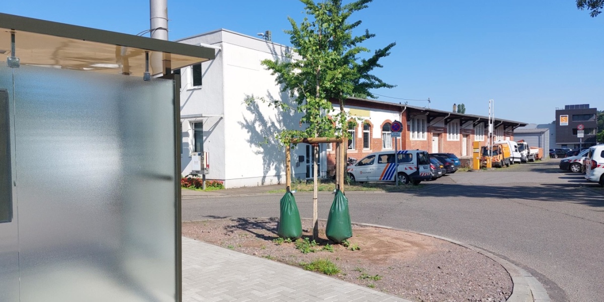 Ein gepflanzter Baum neben einem Fahrgastunterstand